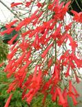 Russelia equisetiformis